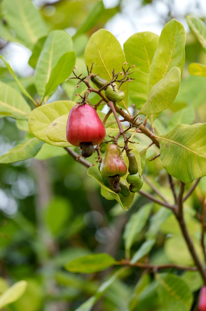 Vibrant cashew fruits on a tree in Indonesia, showcasing natures bounty.